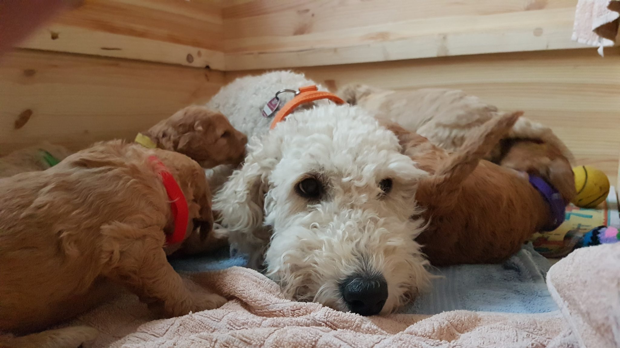 Goldendoodle Schwangerschaftskalender Golden Pearl's vom Fleesensee