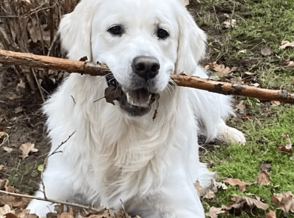 Bayley
Golden Retriever, reinrassig
Gewicht: 33 kg
Höhe am Widerrist: 51 cm