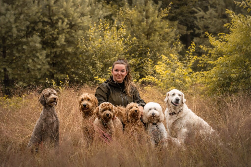 Gooldendoodle Rudel mit Kristin im Hintergrund auf einer Wiese