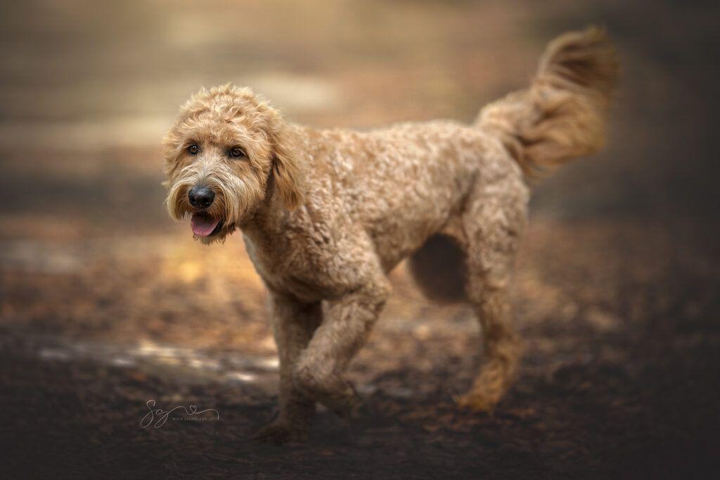Goldendoodle mit Ahnentafel
Gewicht: 22kg