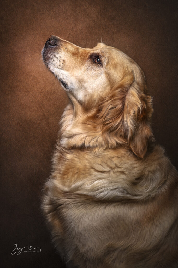 Lotte - Golden Retriever