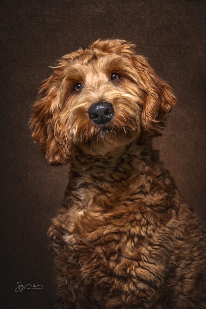 Golden-Doodle Lucy