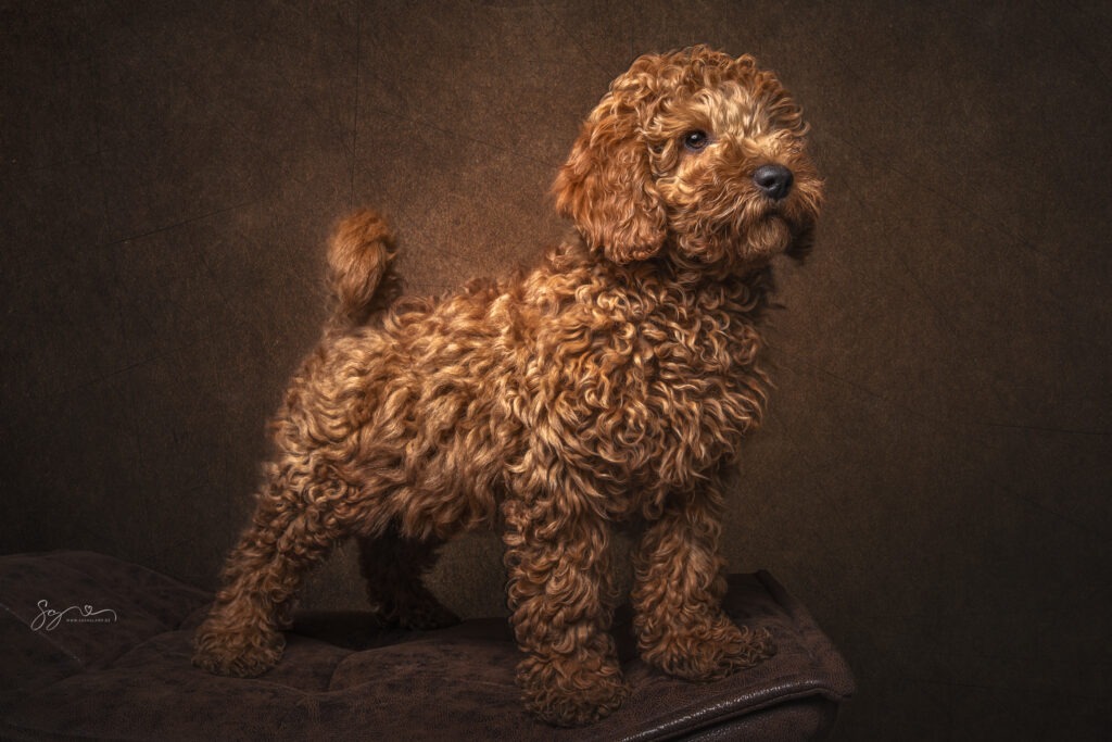 Goldendoodle-Welpe Heidi