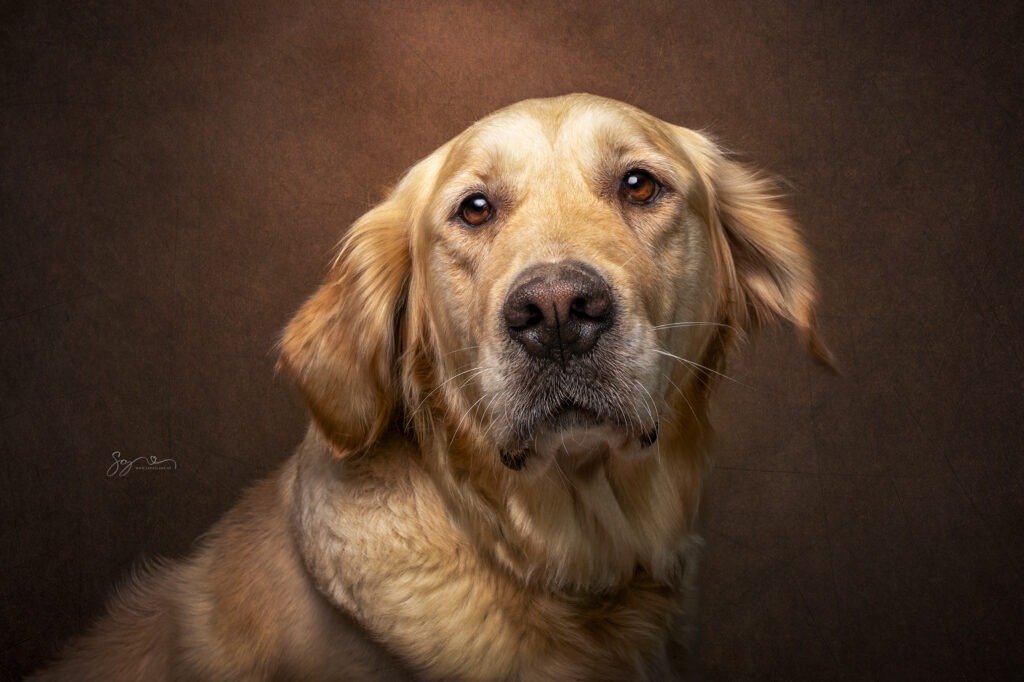 Golden Retriever Josy 