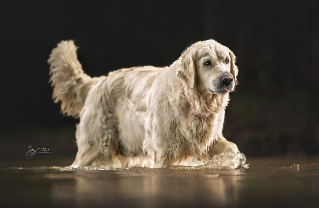 Golden Retriever Lola 